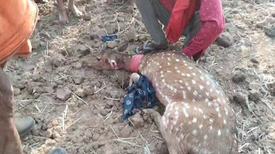 आवारा कुत्तों के हमले में घायल हुआ हिरण, ग्रामीणों की तत्परता से बची जान 1 1780547785603127 1 1